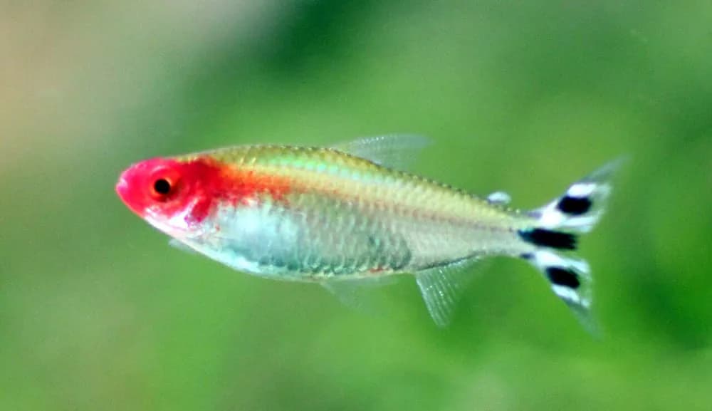 Rummy-nose Tetra (pack of 6) (Hemigrammus bleheri)