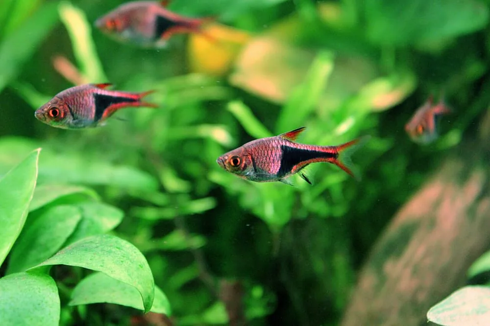 Harlequin Rasbora (pack of 6) (Trigonostigma heteromorpha)