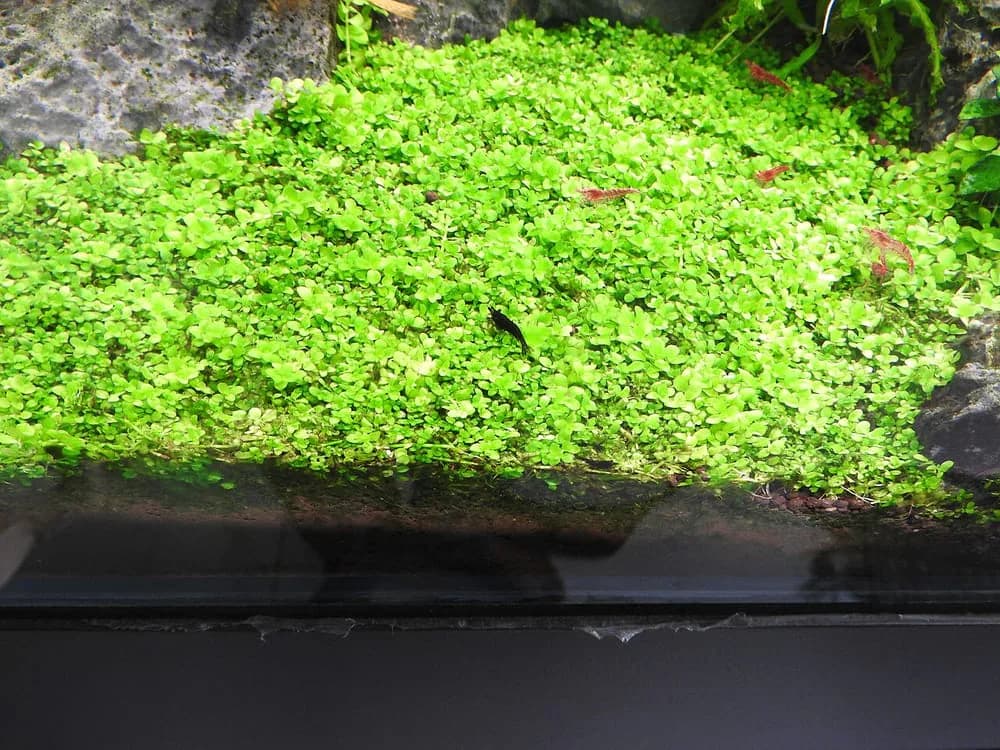 Monte Carlo (tissue culture cup) (Micranthemum tweediei)