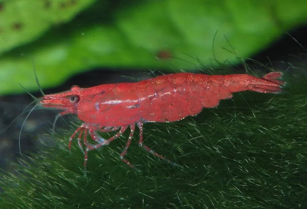 Red Cherry Shrimp (pack of 10) (Neocaridina davidi)