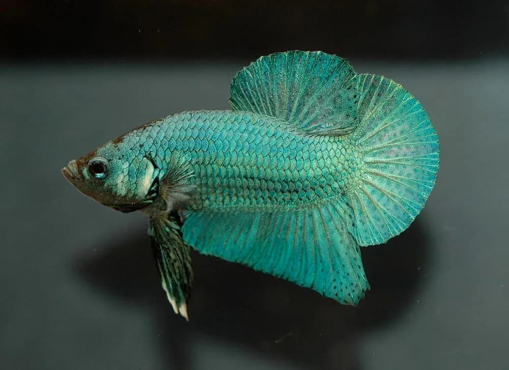 Betta — Halfmoon Male (Betta splendens)