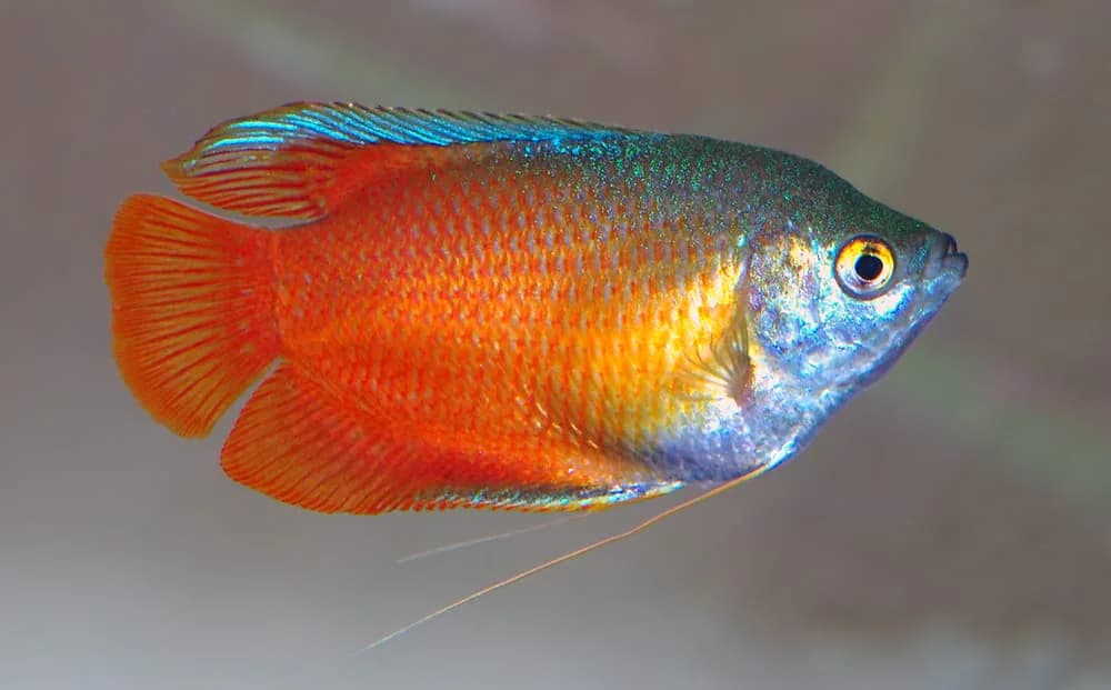 Dwarf Gourami — Flame (Trichogaster lalius)