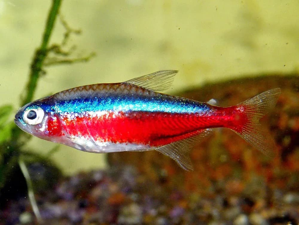 Cardinal Tetra (Paracheirodon axelrodi)