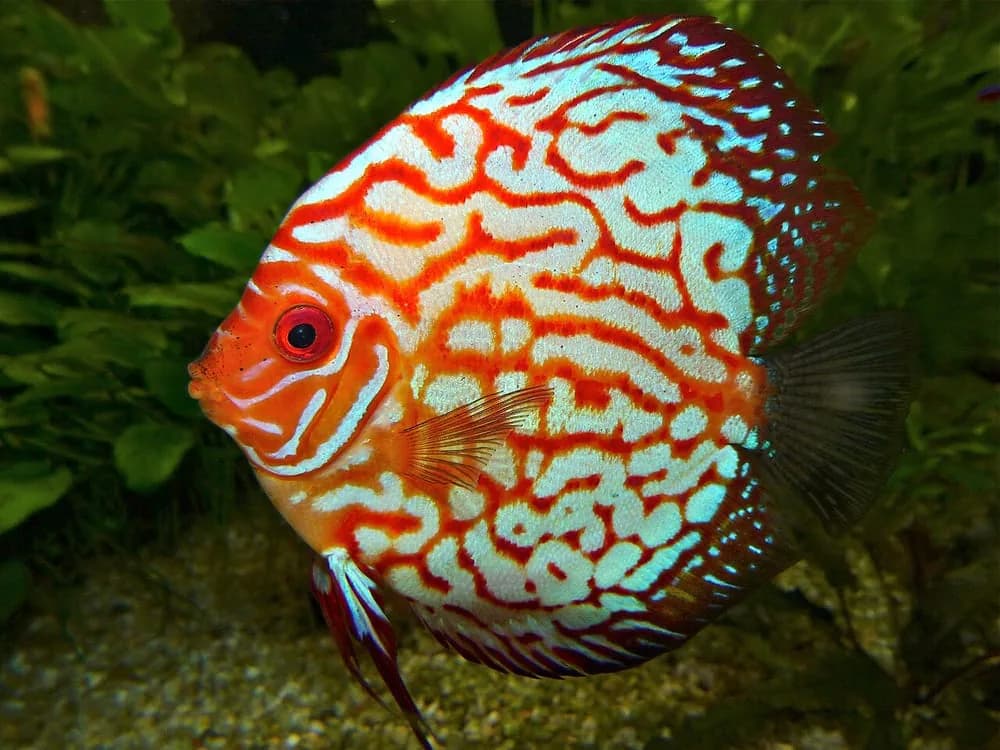 Discus — Red Turquoise (3 inch) (Symphysodon aequifasciatus)
